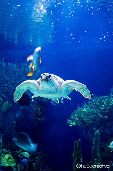 SeaTurtle