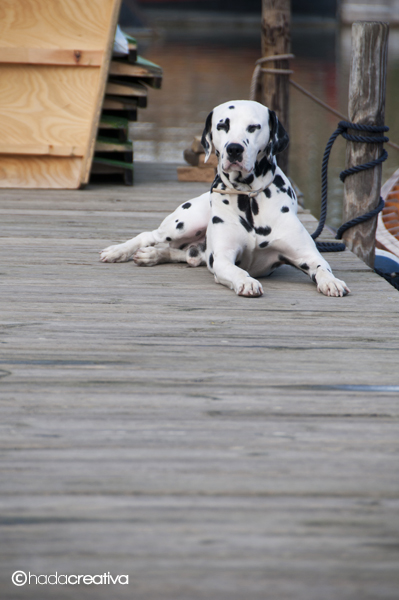 Dalmation sitting